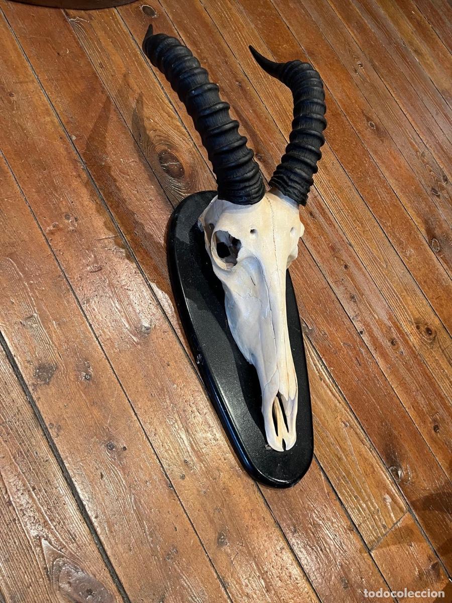 Antig&uuml;edades: Trofeo de caza Ant&iacute;lope africano