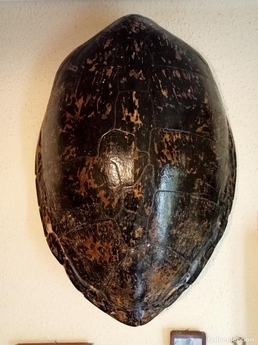 Antig&uuml;edades: IMPRESIONANTE ANTIGUO GIGANTE CAPARAZ&Oacute;N DE TORTUGA DEL PAC&Iacute;FICO, 90x70