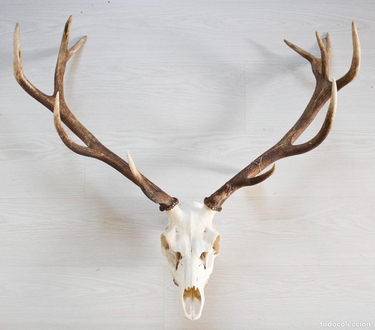 Antig&uuml;edades: Cuerno de ciervo o venado.