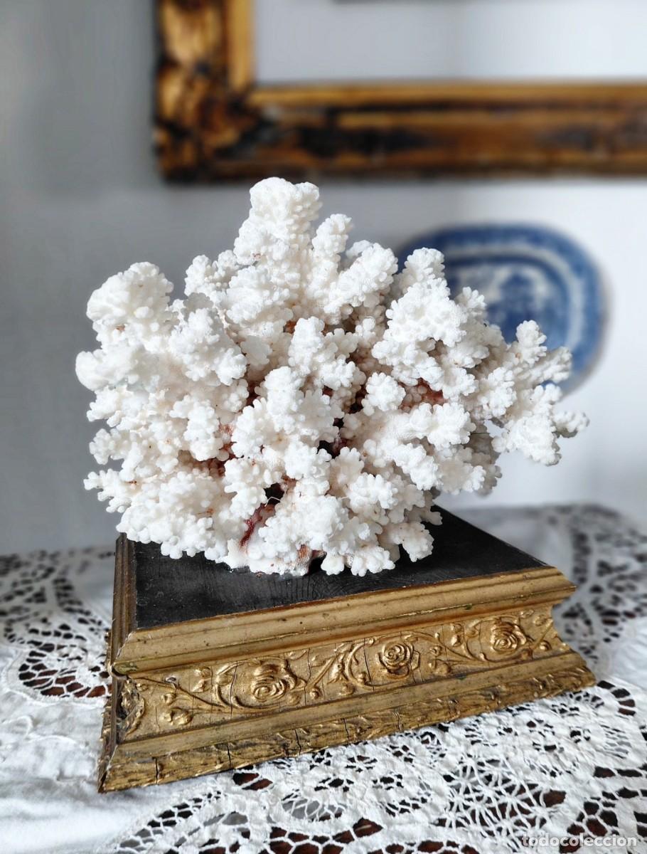 Antig&uuml;edades: Coral pocillopora sobre antigua peana madera XIX