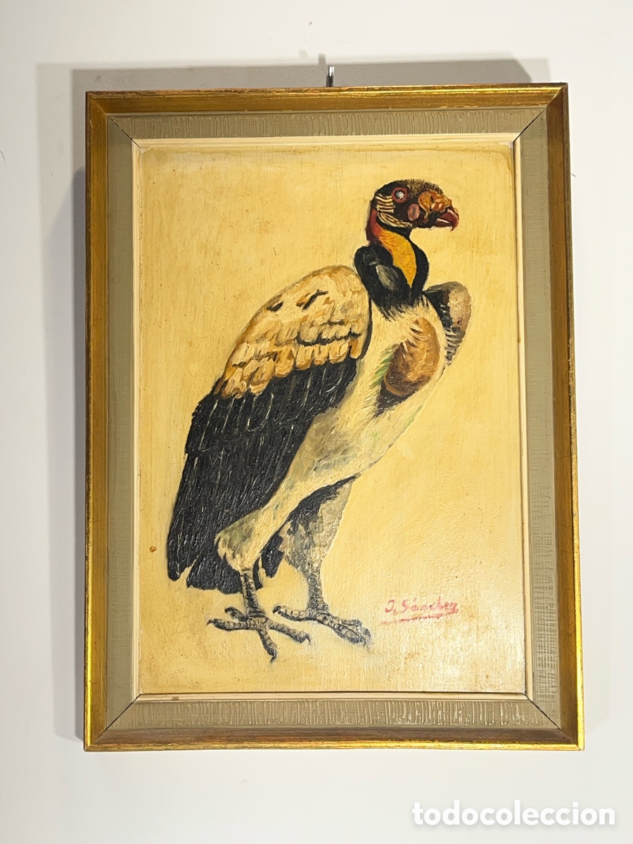 Antig&uuml;edades: Retrato de C&oacute;ndor al &oacute;leo. J. S&aacute;nchez