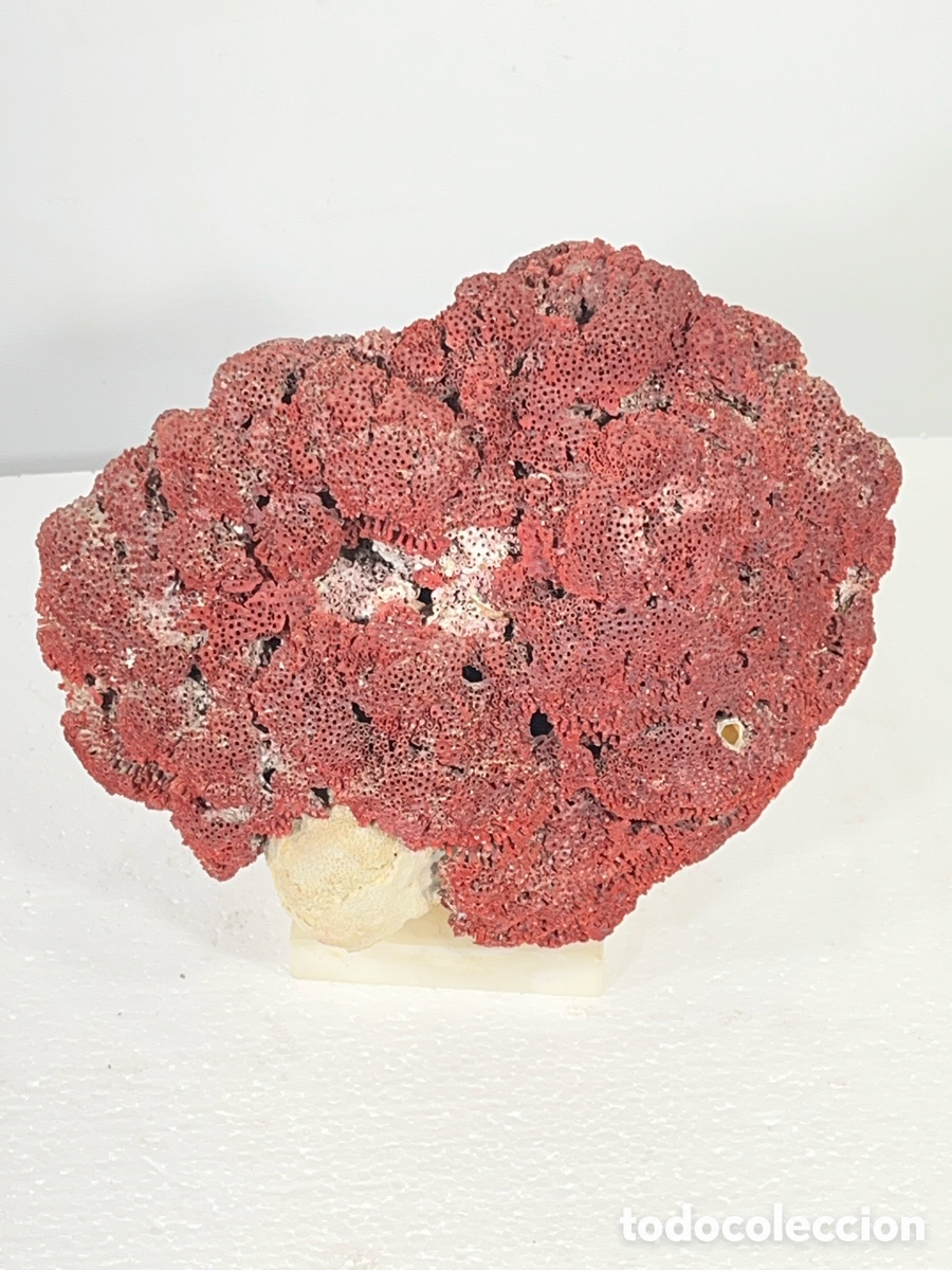 Antig&uuml;edades: Ejemplar de coral rojo de estructura masiva