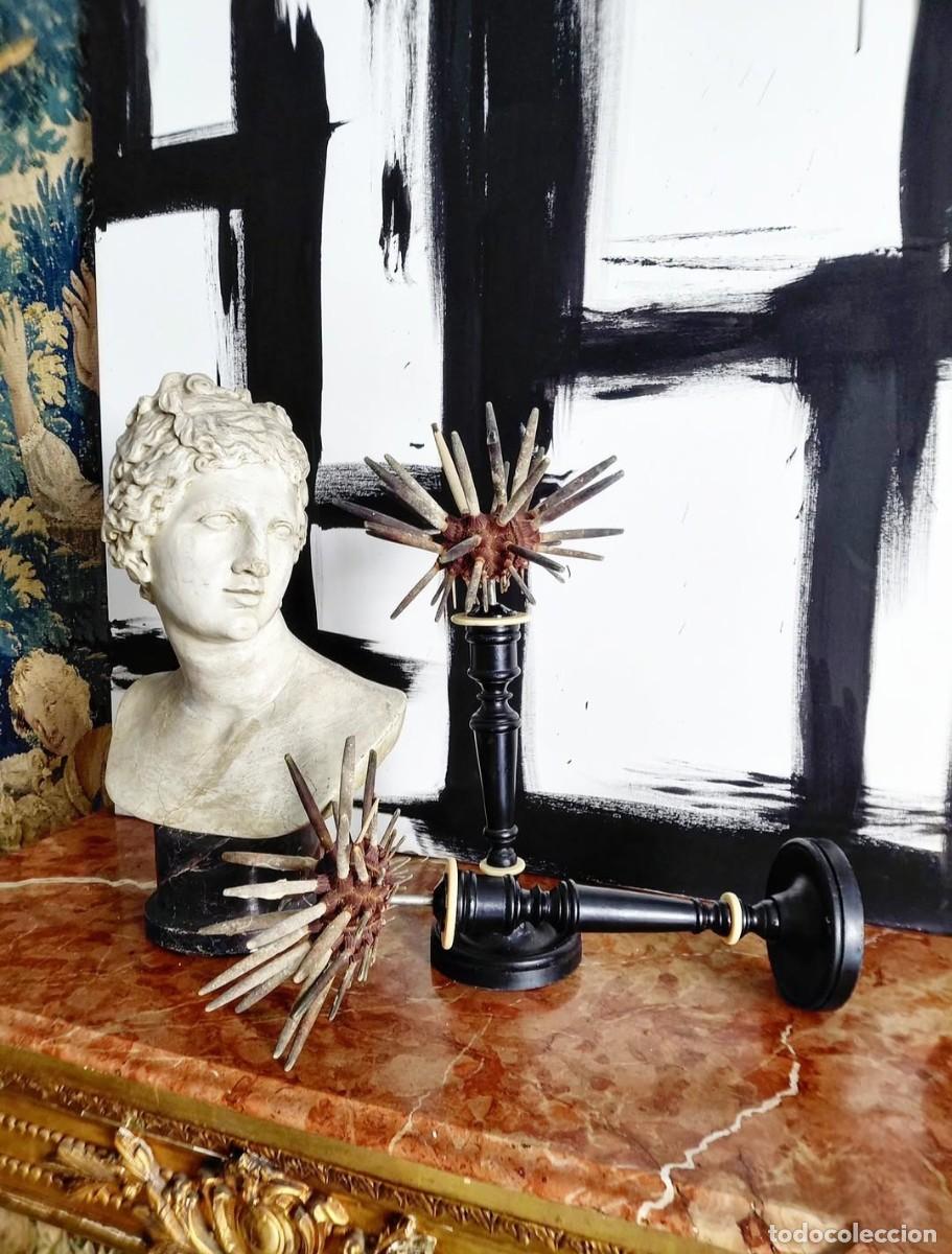 Antig&uuml;edades: Pareja erizos sputnik o erizos l&aacute;piz sobre peanas antiguas madera