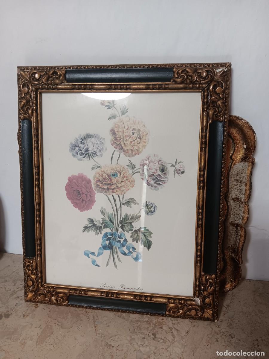 Antig&uuml;edades: litograf&iacute;a enmarcada de &rdquo;Persian Ranunculus&rdquo; basada en una obra original de John Edwards.Detalles de