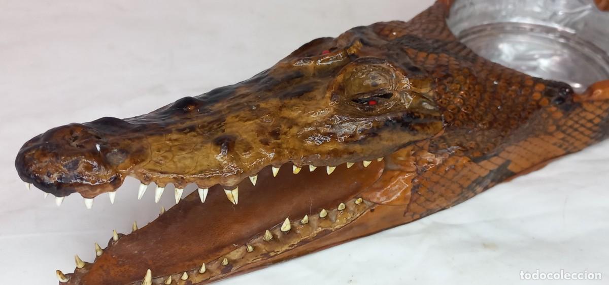 Antig&uuml;edades: CENICERO BIZARRO CON CABEZA DE COCODRILO DISECADA