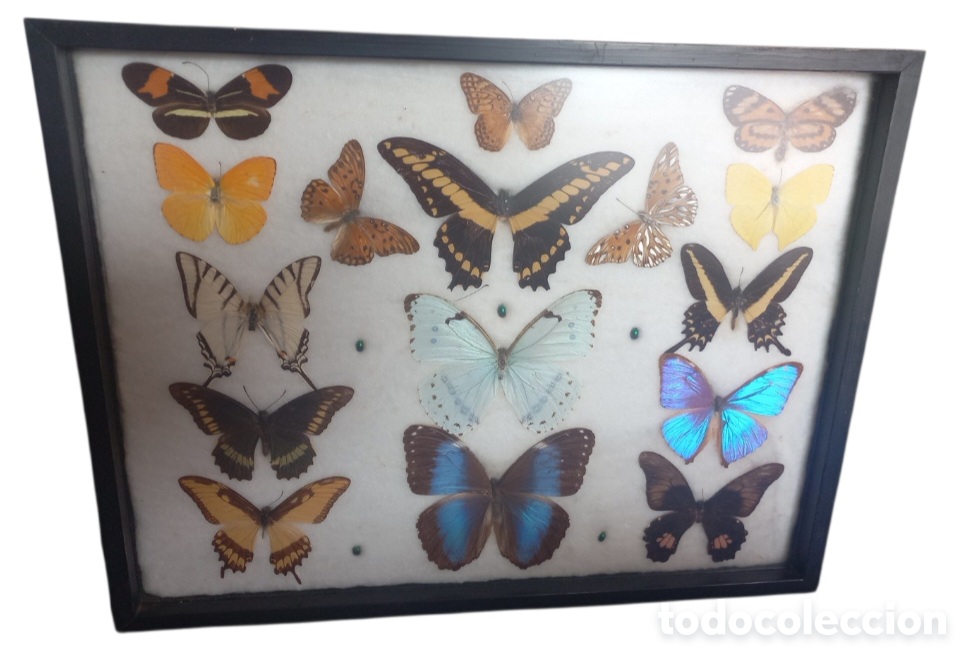 Antig&uuml;edades: Composici&oacute;n de 16 mariposas disecadas. Taxidermia