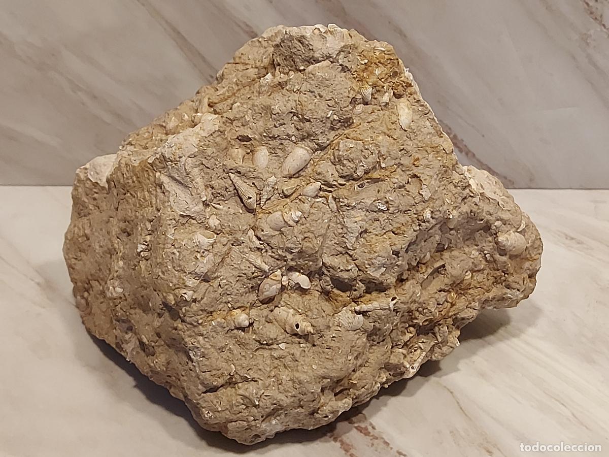 Antig&uuml;edades: GRAN F&Oacute;SIL MARINO EN MATRIZ CALC&Aacute;REA / MULA (MURCIA) / 22 CM / 1.4 KG / PIEZA DECORATIVA Y COLECCI&Oacute;N