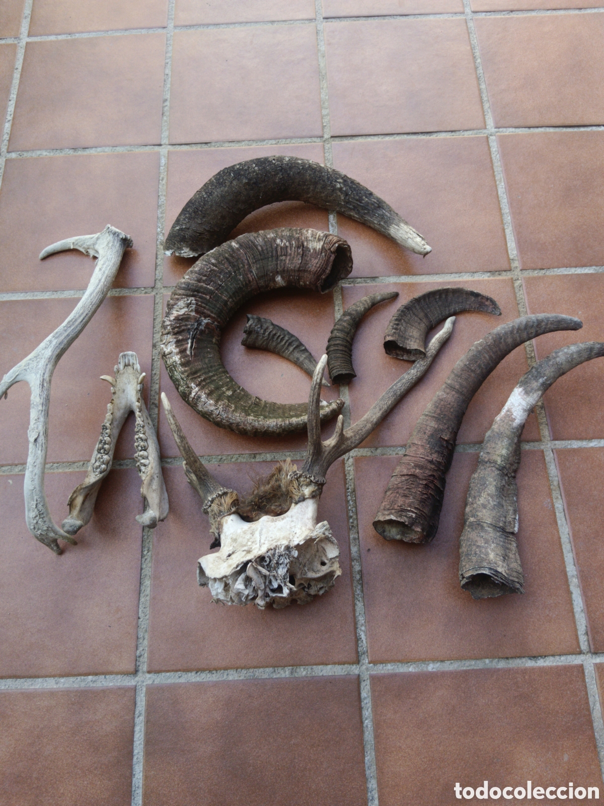 Antig&uuml;edades: Lote de cuernos de diferentes especies