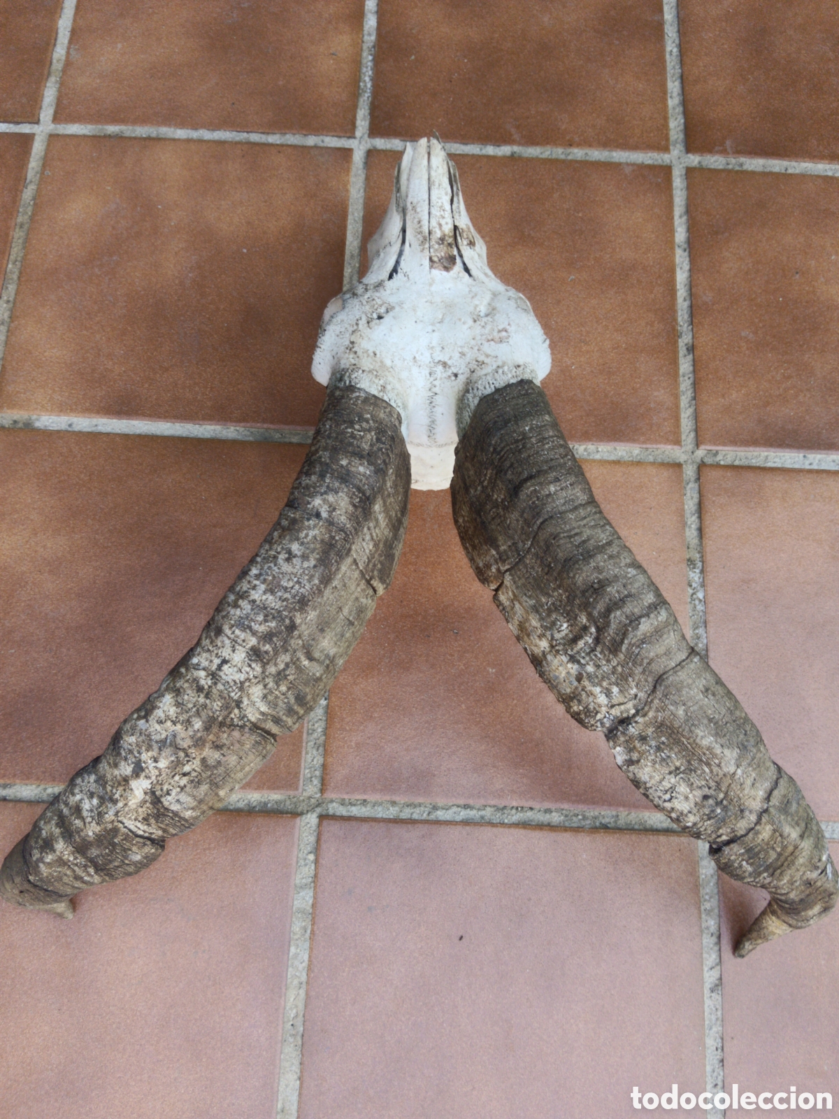 Antig&uuml;edades: Bonito trofeo de macho montes