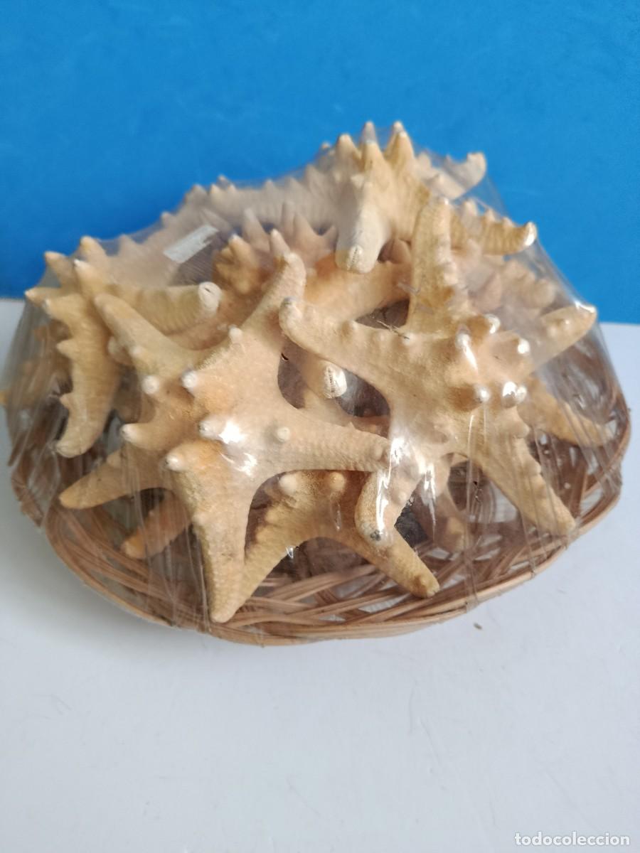 Antig&uuml;edades: BANDEJA LLENA DE ESTRELLAS DE MAR.SIN ABRIR