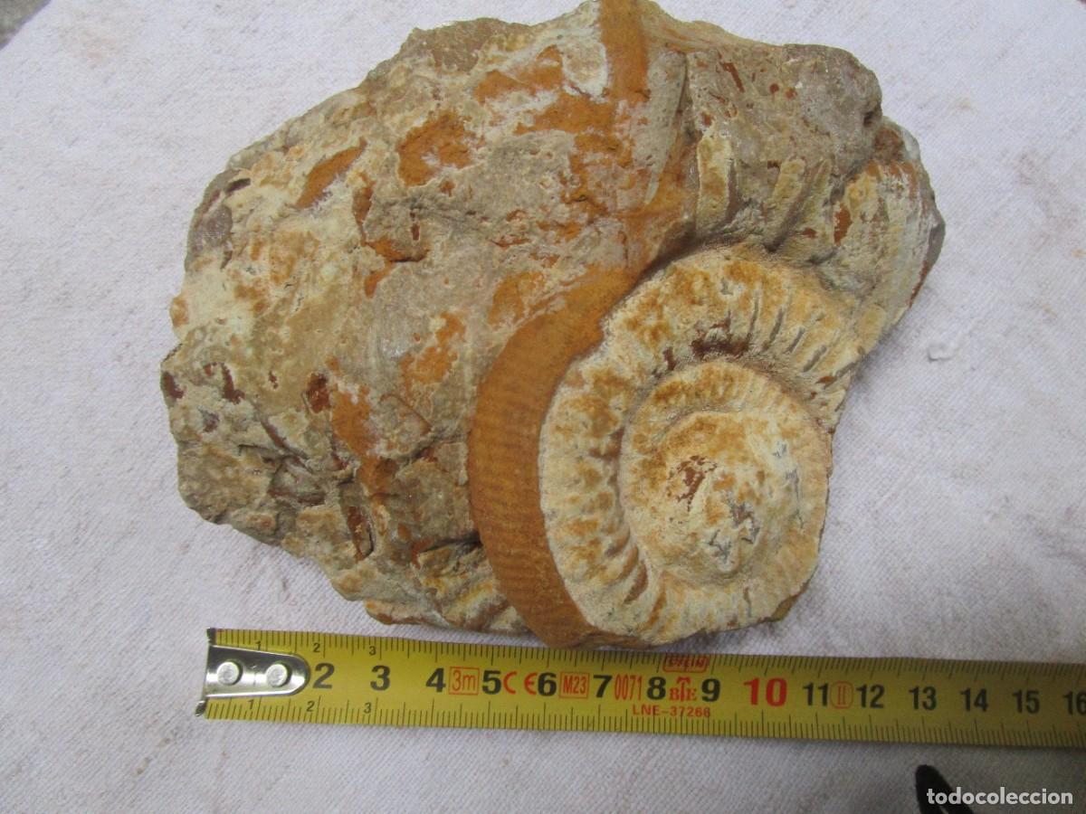 Antig&uuml;edades: FOSIL A DOS CARAS SOBRE PIEDRA CALCAREA - AMMNOBITES Y CONCHA 15X12X6 890GR. + INFO