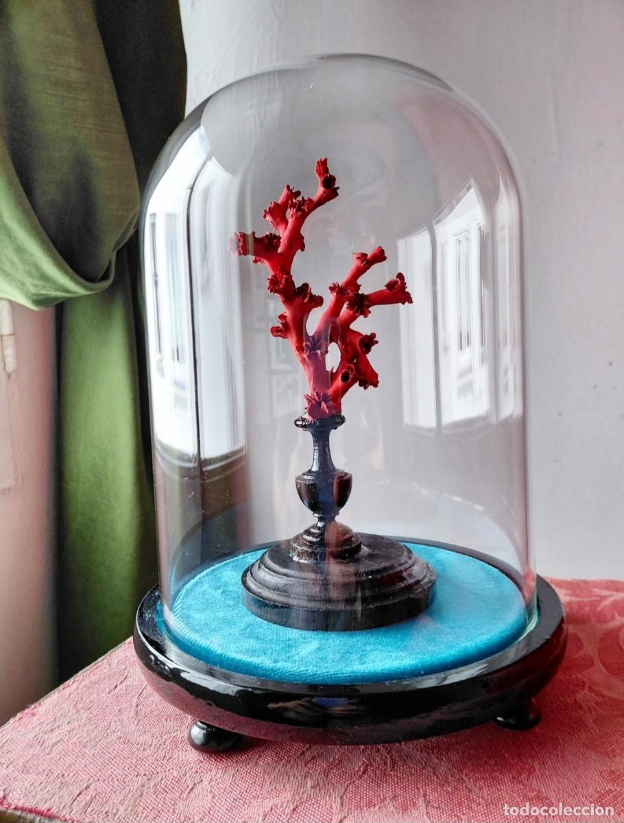 Antig&uuml;edades: Coral dentro de fanal. Urna. C&uacute;pula de cristal.