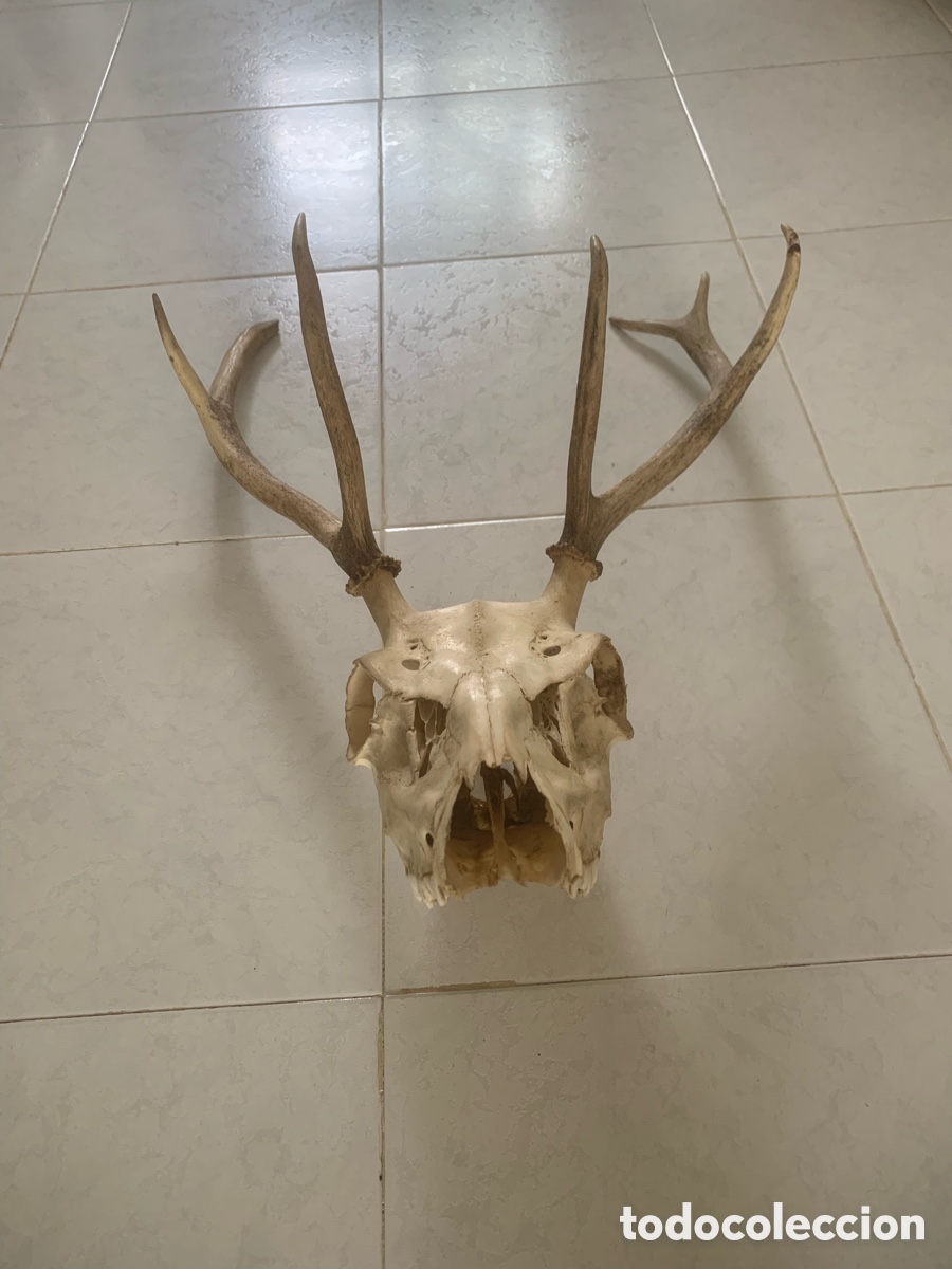 Antig&uuml;edades: Calavera aunt&eacute;ntica de ciervo con con gran cornamenta - Foto 2
