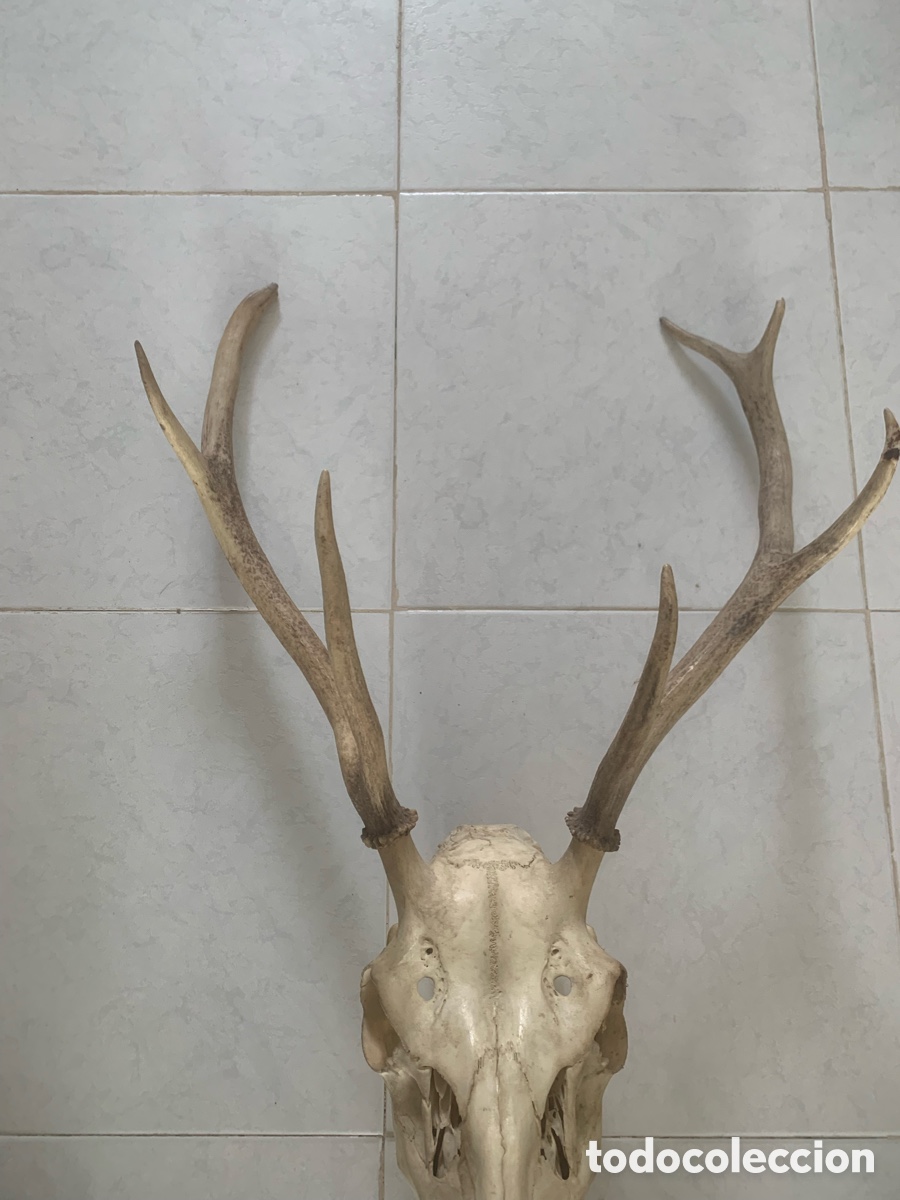 Antig&uuml;edades: Calavera aunt&eacute;ntica de ciervo con con gran cornamenta - Foto 3
