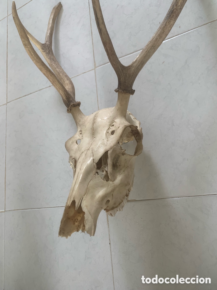 Antig&uuml;edades: Calavera aunt&eacute;ntica de ciervo con con gran cornamenta - Foto 4