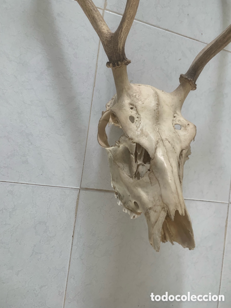 Antig&uuml;edades: Calavera aunt&eacute;ntica de ciervo con con gran cornamenta - Foto 5