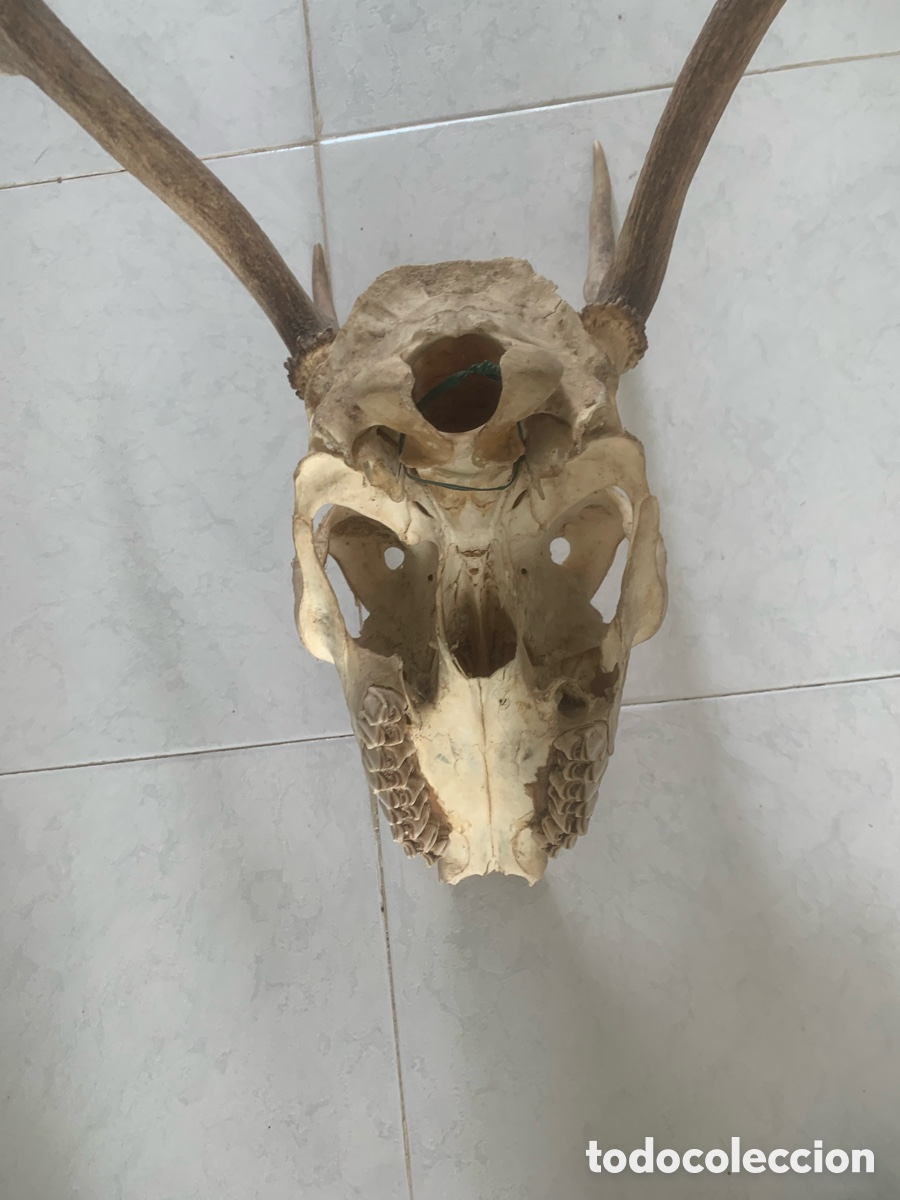 Antig&uuml;edades: Calavera aunt&eacute;ntica de ciervo con con gran cornamenta - Foto 6