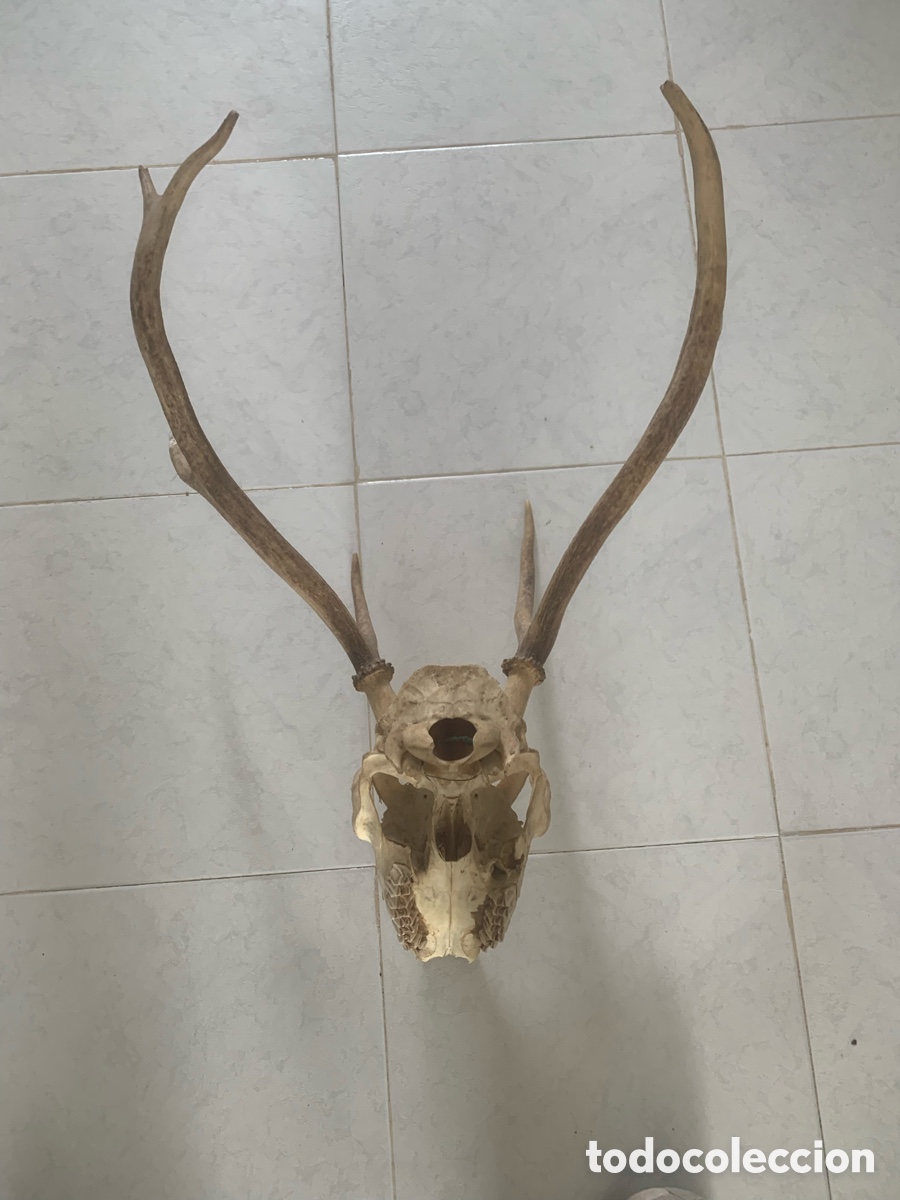 Antig&uuml;edades: Calavera aunt&eacute;ntica de ciervo con con gran cornamenta - Foto 7