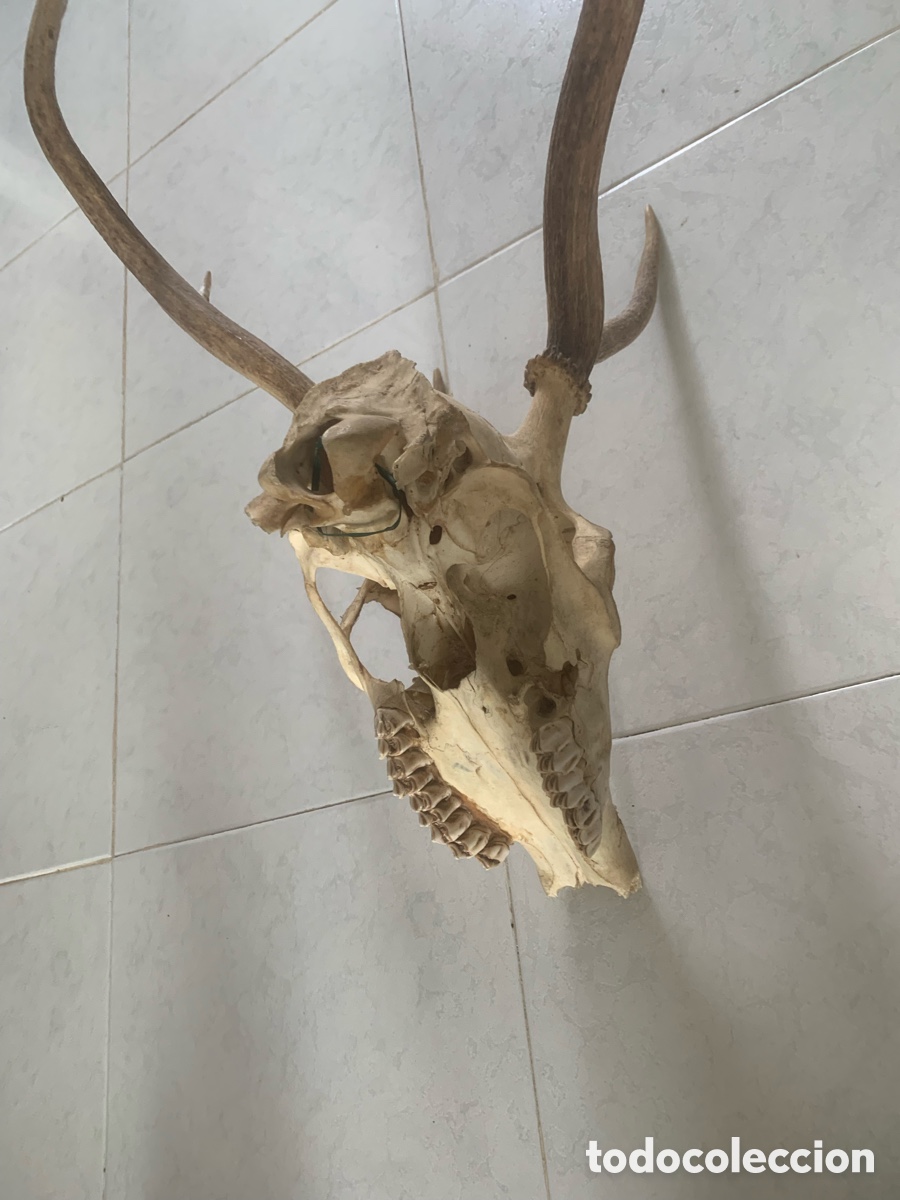Antig&uuml;edades: Calavera aunt&eacute;ntica de ciervo con con gran cornamenta - Foto 8