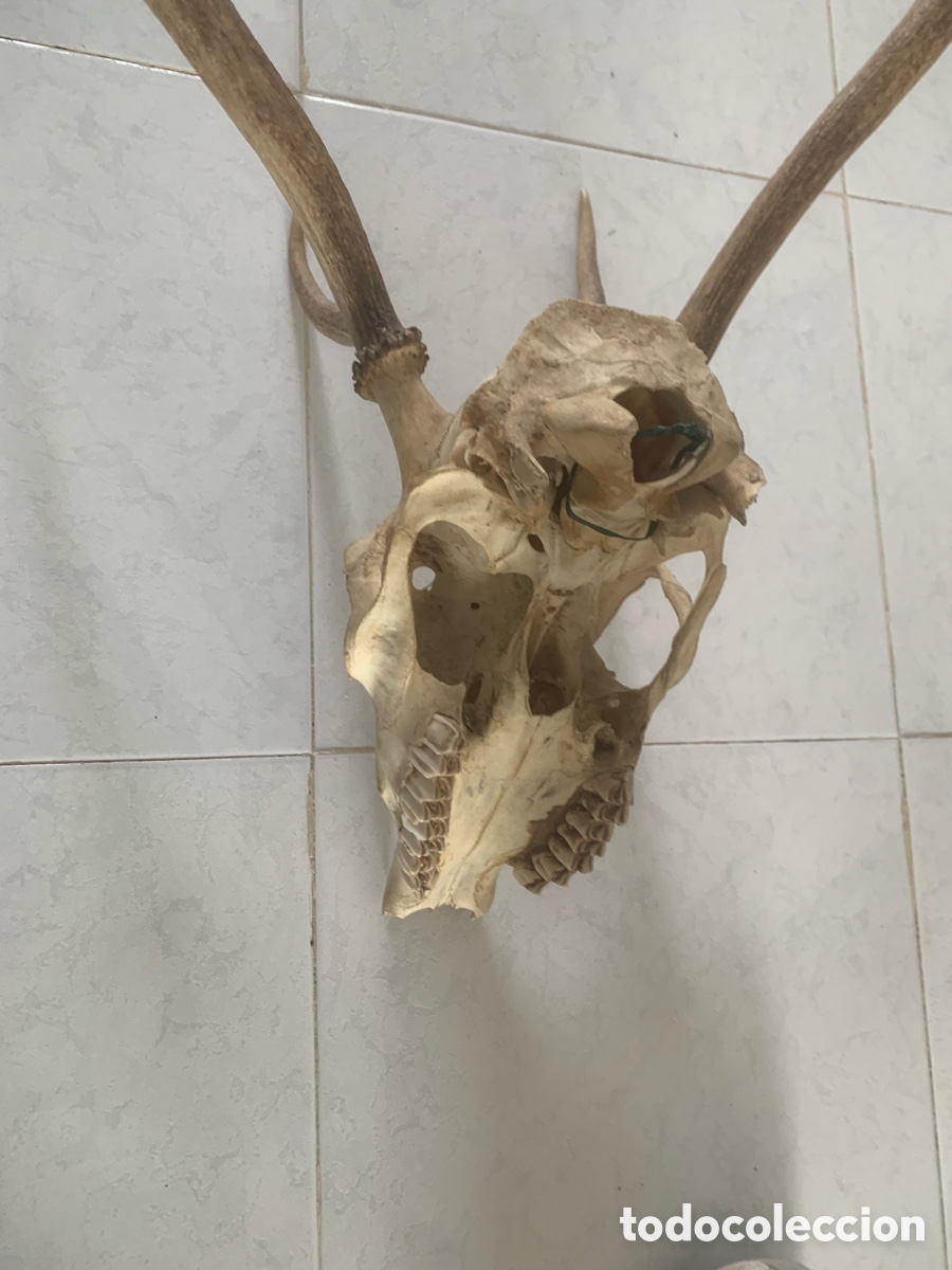 Antig&uuml;edades: Calavera aunt&eacute;ntica de ciervo con con gran cornamenta - Foto 9