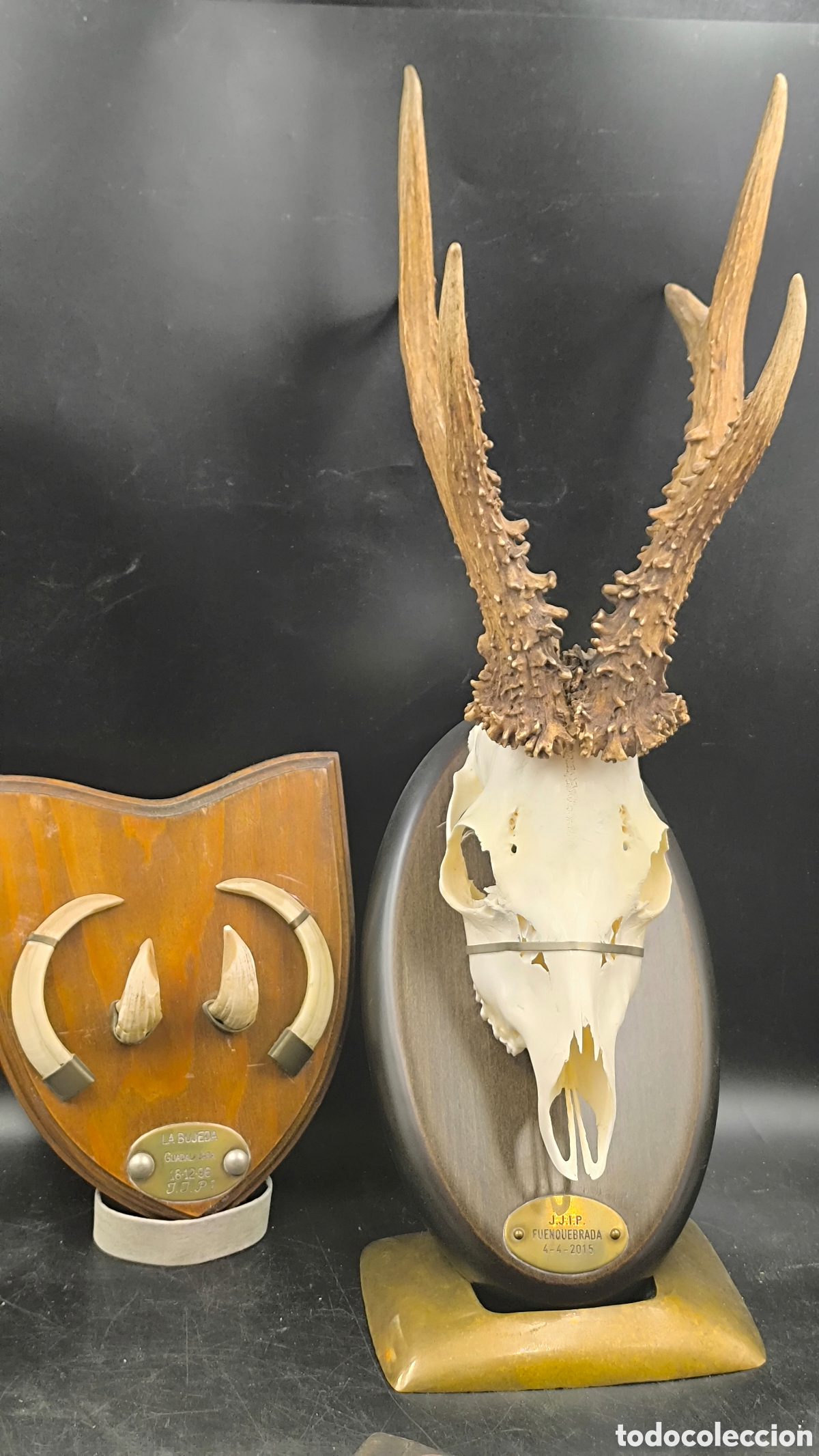 Antiques: Trofeo de corzo con cornamenta sobre peana + montaje de colmillos de jabal&iacute;