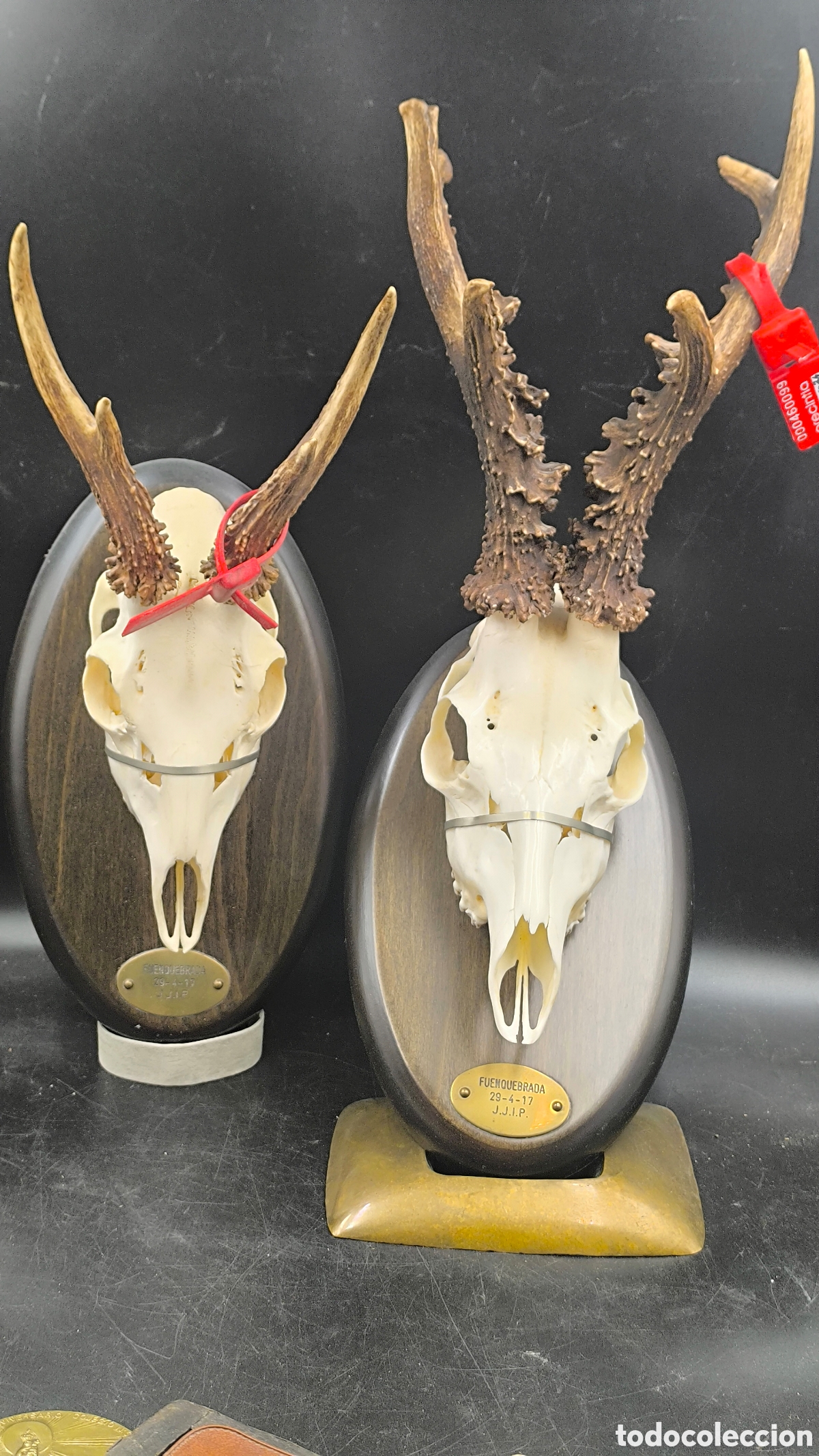 Antiques: Pareja de trofeos de corzo natural sobre metopa &ndash; homologados 2017