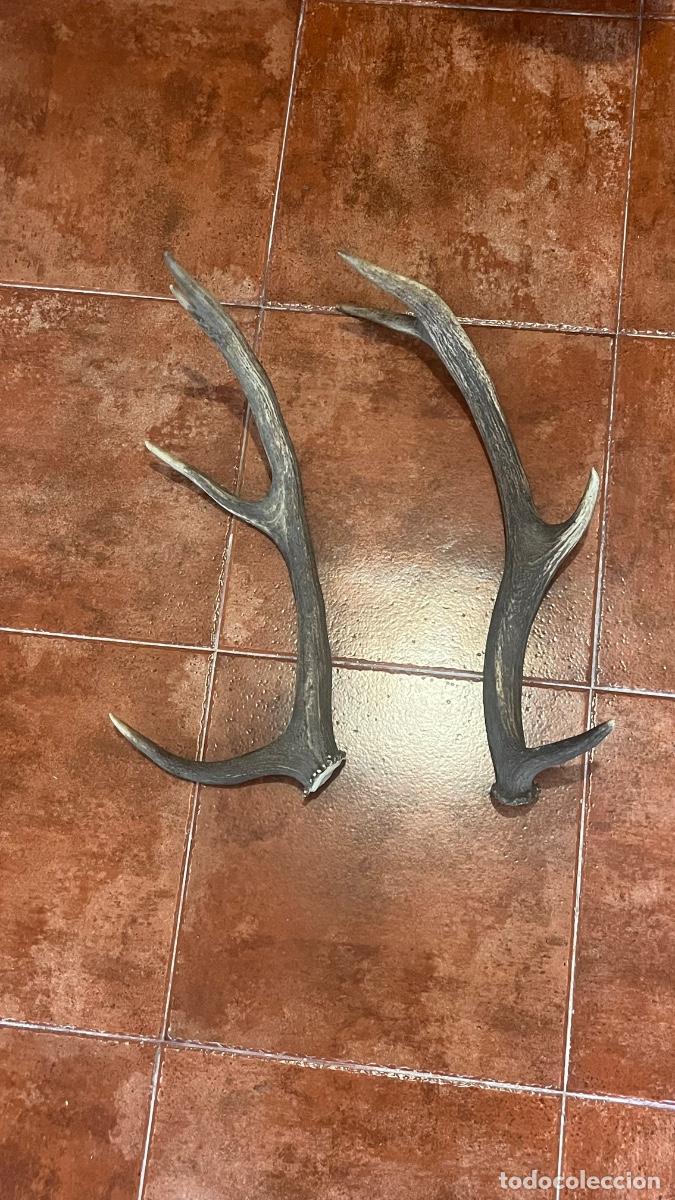 Antig&uuml;edades: cuernos caza ciervo venado gamo con bombillas incorporadas decoraci&oacute;n taxidermia