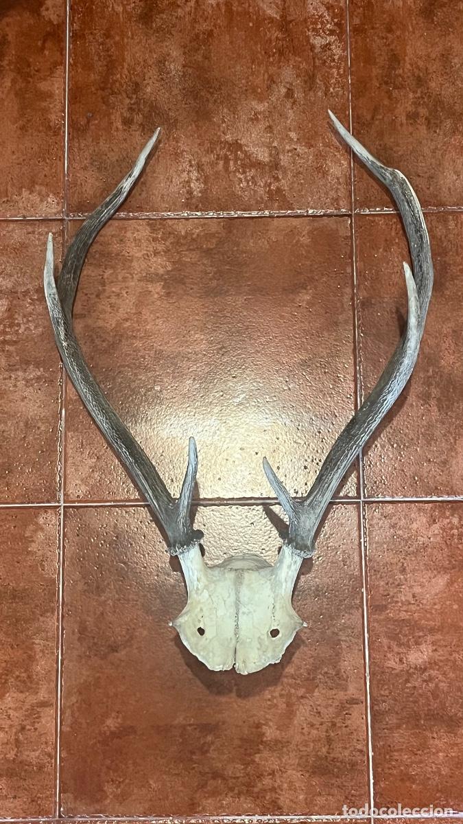 Antig&uuml;edades: Cabeza cr&aacute;neo asta cuernos caza ciervo venado gamo Taxidermia