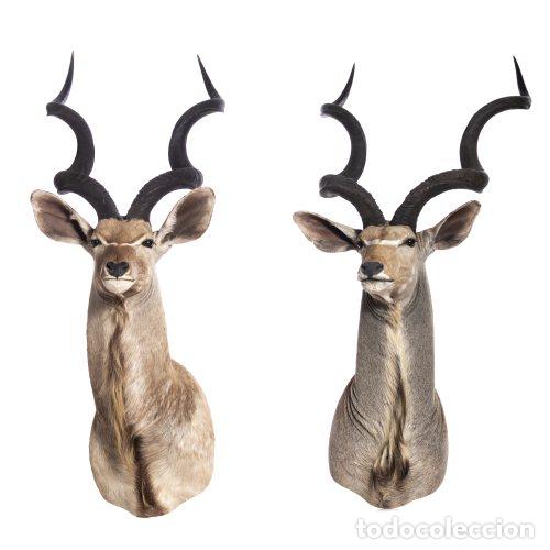 Antig&uuml;edades: Taxidermia - Par de trofeos de caza de kudu - 187 cm