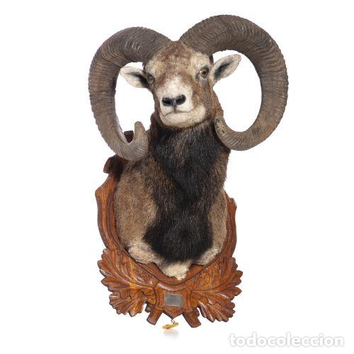 Antiguidades: Taxidermia - Trofeo de caza de mufl&oacute;n - 67 cm