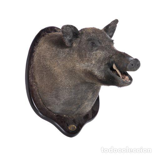 Antiquit&eacute;s: Taxidermia - Trofeo de caza de jabal&iacute; - 56 cm