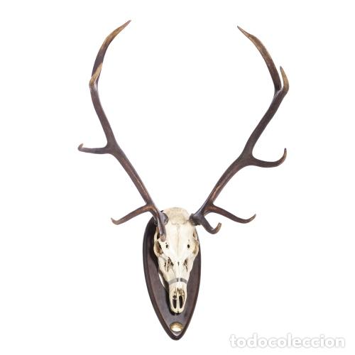 Antiguidades: Taxidermia - Trofeo de caza de ciervo de doce puntas - 108 cm