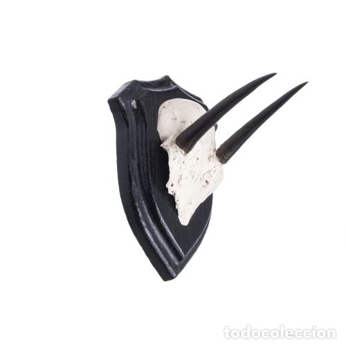 Antiguidades: Taxidermia - Trofeo de caza Suni