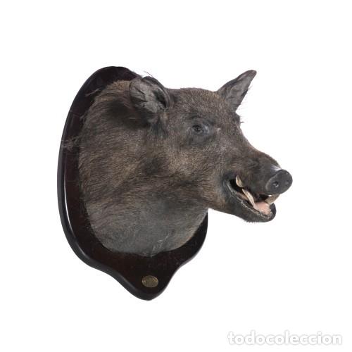 Antiguidades: Taxidermia - Trofeo de caza de jabal&iacute; - 58 cm