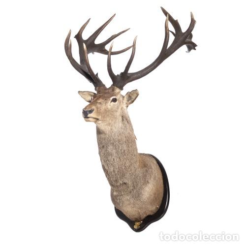 Antiguidades: Taxidermia - Trofeo de caza de ciervo de veinticuatro puntas - 170 cm