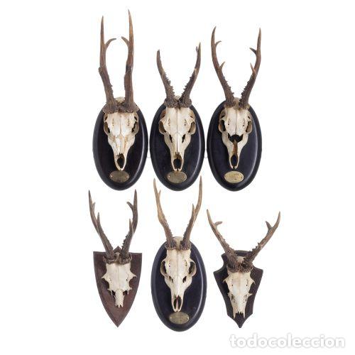 Antiquit&eacute;s: Taxidermia - Seis trofeos de caza de corzo - 46 cm