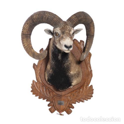 Antiquit&eacute;s: Taxidermia - Trofeo de caza de mufl&oacute;n - medalla de oro - 70 cm
