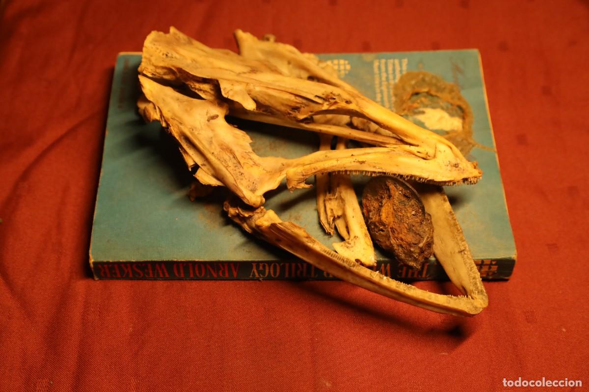 Antig&uuml;edades: Objeto Sagrado y Reliquia | El Altar de la Rebeli&oacute;n | Ritual de Invocaci&oacute;n y Pacto de Sangre