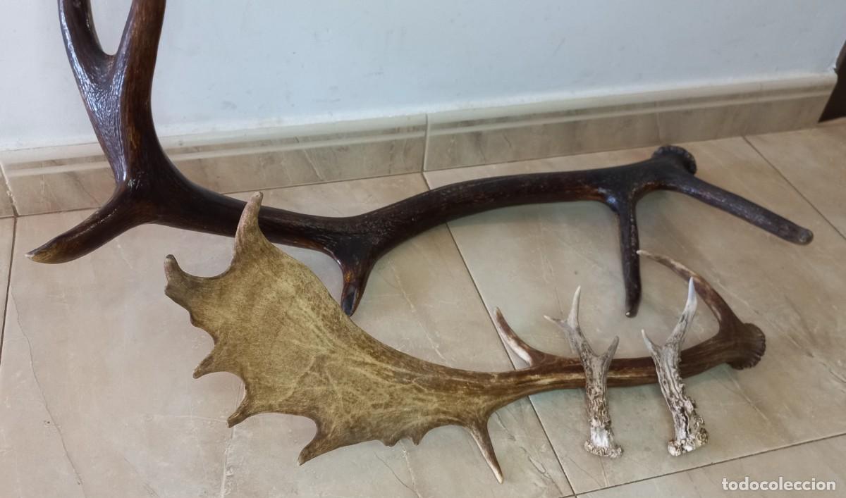 Antig&uuml;edades: CONJUNTO DE ASTA , CUERNOS , CORNAMENTA , DE BENADO , GAMO Y CORZO