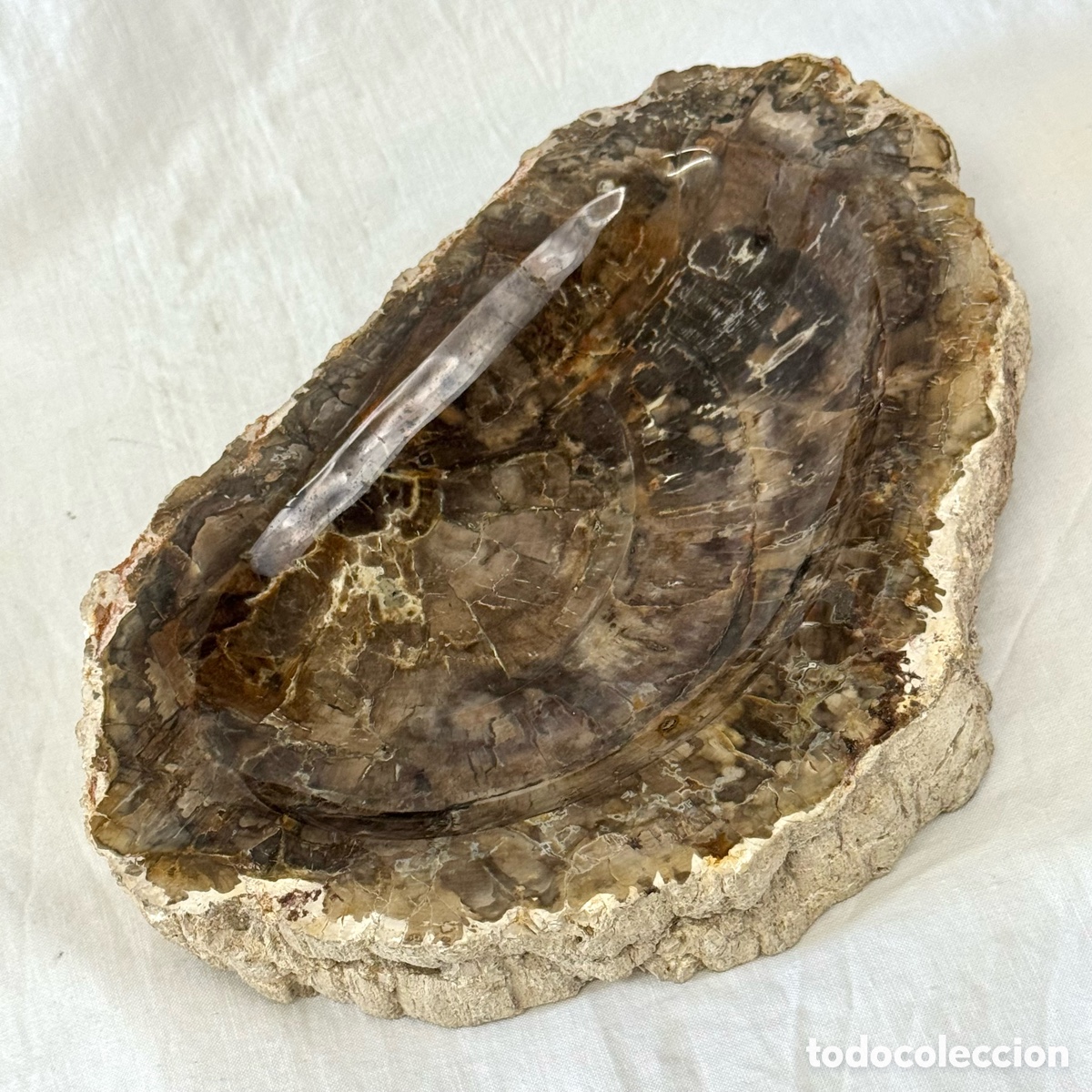 Antig&uuml;edades: CENICERO PIEDRA &Aacute;RBOL FOSIL MADERA PETRIFICADA XILOPALO TRONCO FOSILIZADO