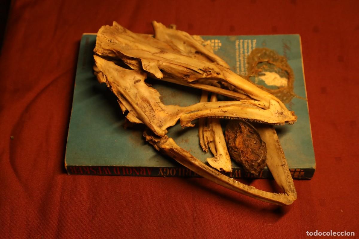 Antig&uuml;edades: Templo iglesia cat&oacute;lica bas&iacute;lica capilla oratorio altar moneda I Rep&uacute;blica Espa&ntilde;ola retablo reliquia