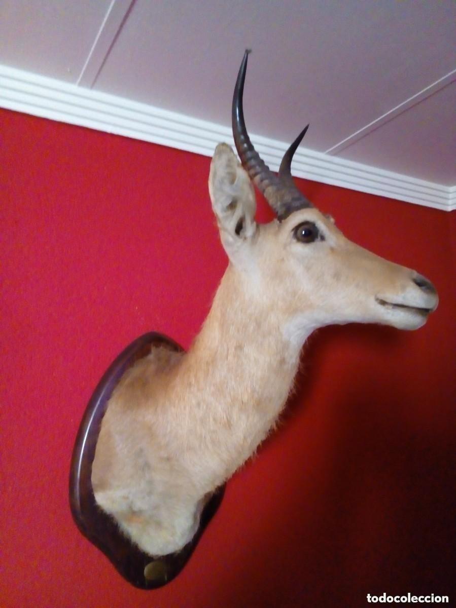 Antiques: TAXIDERMIA-CABEZA DE GACELA