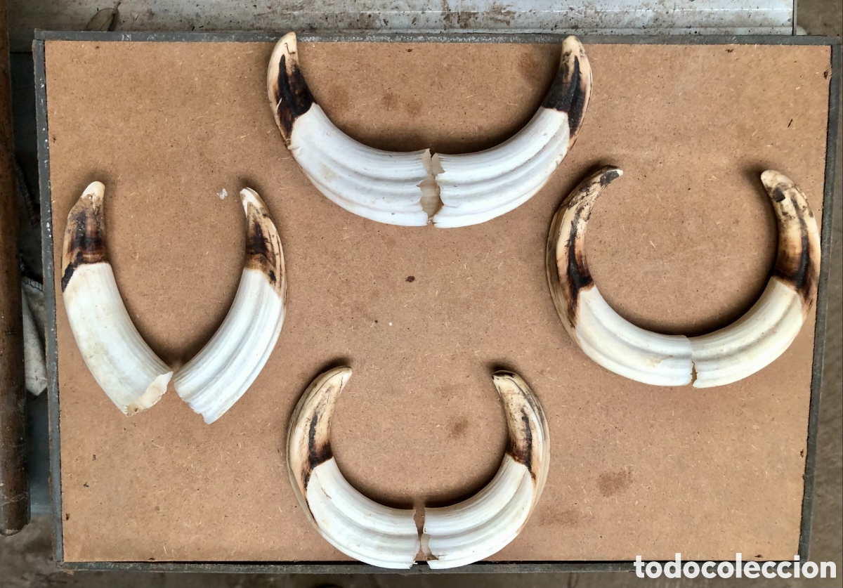 Antig&uuml;edades: Lote de 4 pares de colmillos de facochero escogidos para joyer&iacute;a