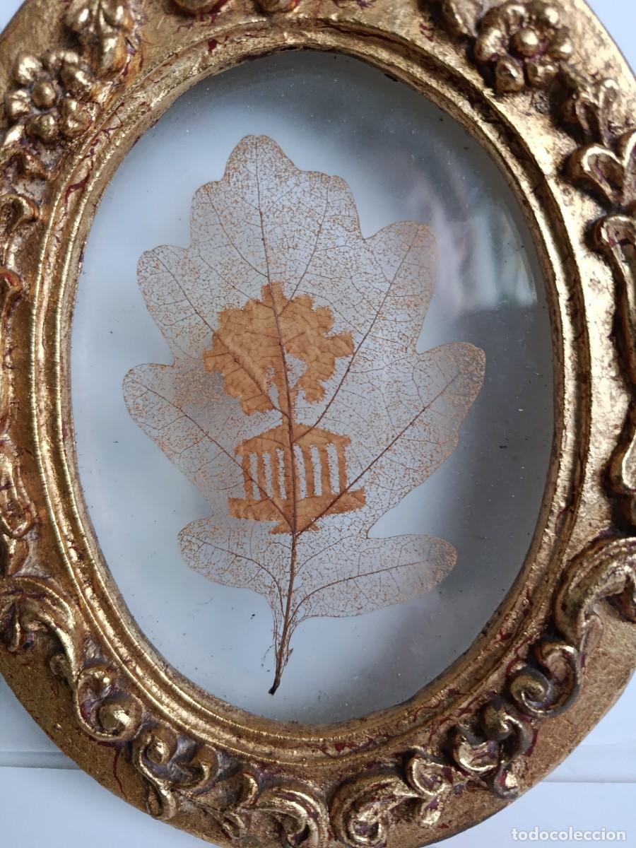 Antig&uuml;edades: HOJA DE ROBLE DEL ARBOL DE GERNIKA. ENMARCADA