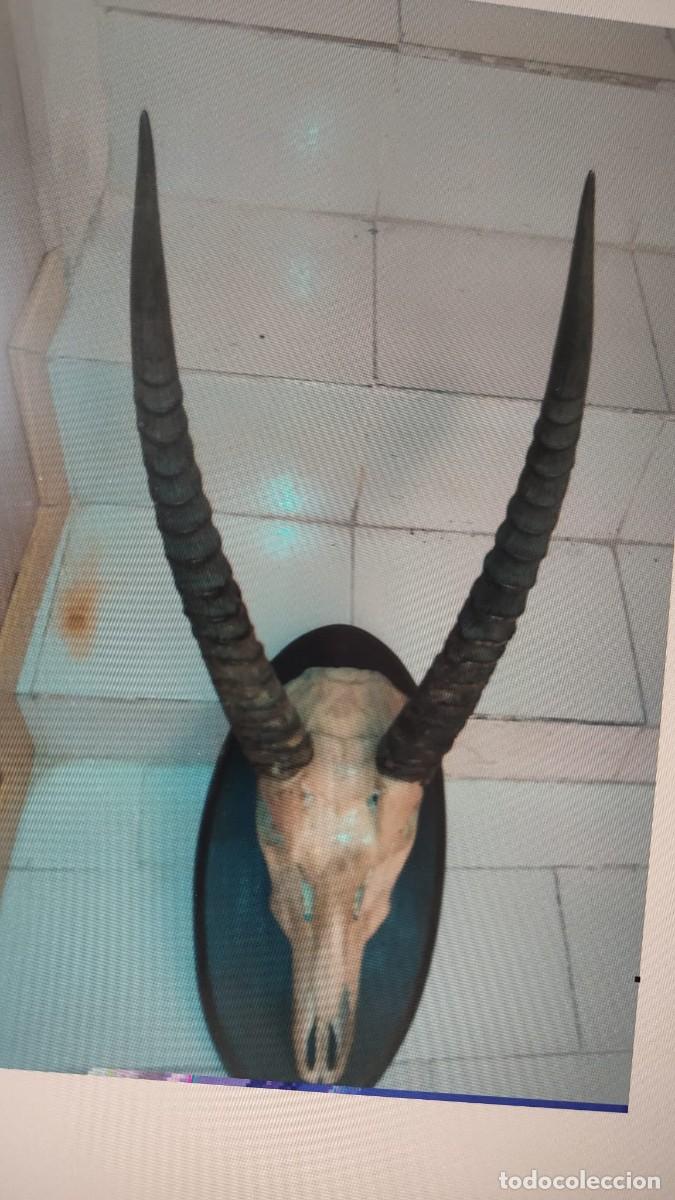 Antig&uuml;edades: Cornamenta de antilope Cervicapra - Foto 1