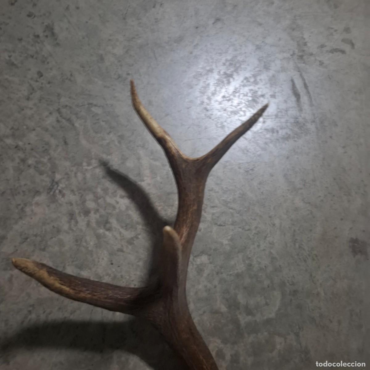 Antig&uuml;edades: Cuenta grande de ciervo o venado - Foto 3