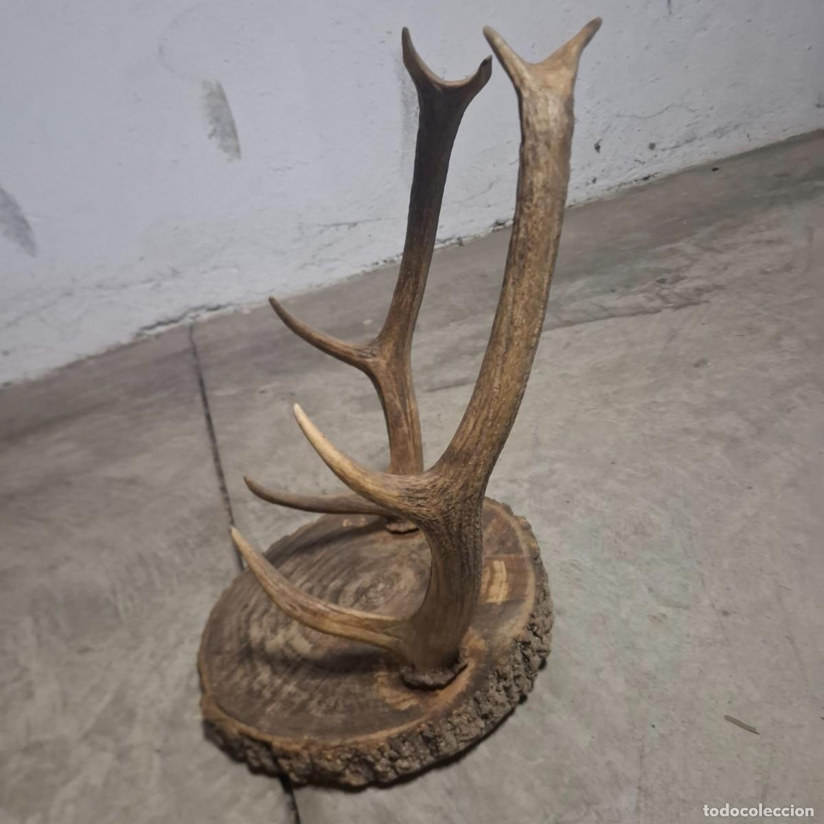 Antig&uuml;edades: Antiguo trofeo de caza - Foto 1