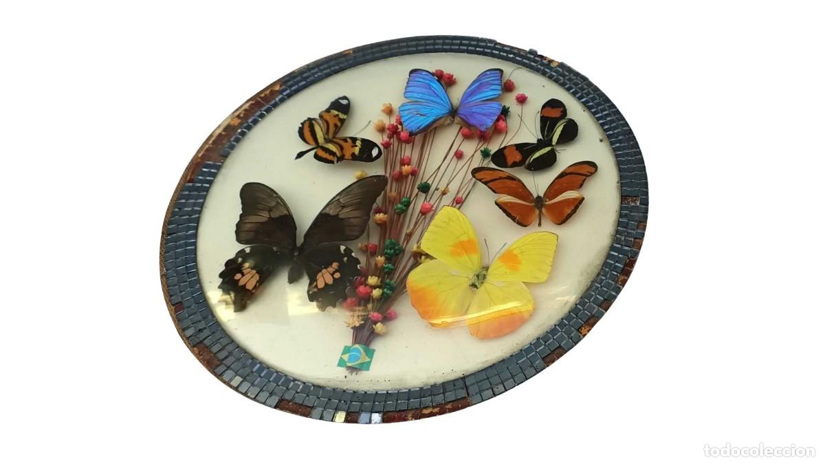 Antiquit&eacute;s: Raro Cuadro Entomol&oacute;gico Vintage con 6 Mariposas Naturales &ndash; Brasil, a&ntilde;os 60/70 - Muy Raro