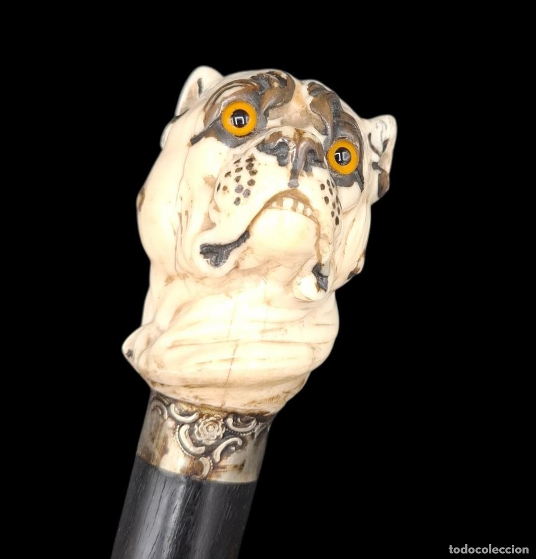 Antig&uuml;edades: BASTON DE COLECCION CON EMPU&Ntilde;ADURA DE BULLDOG EN MARFIL POLICROMADO - CON CITES