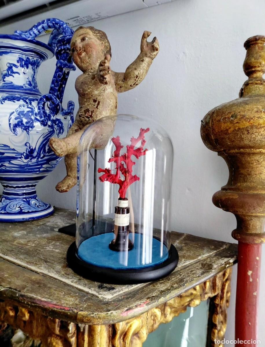 Antig&uuml;edades: Coral mediterr&aacute;neo en fanal de cristal.